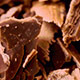 Lasenor's role in sustainable chocolate production on International Chocolate Day